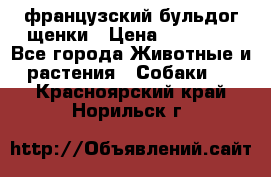 французский бульдог щенки › Цена ­ 50 000 - Все города Животные и растения » Собаки   . Красноярский край,Норильск г.